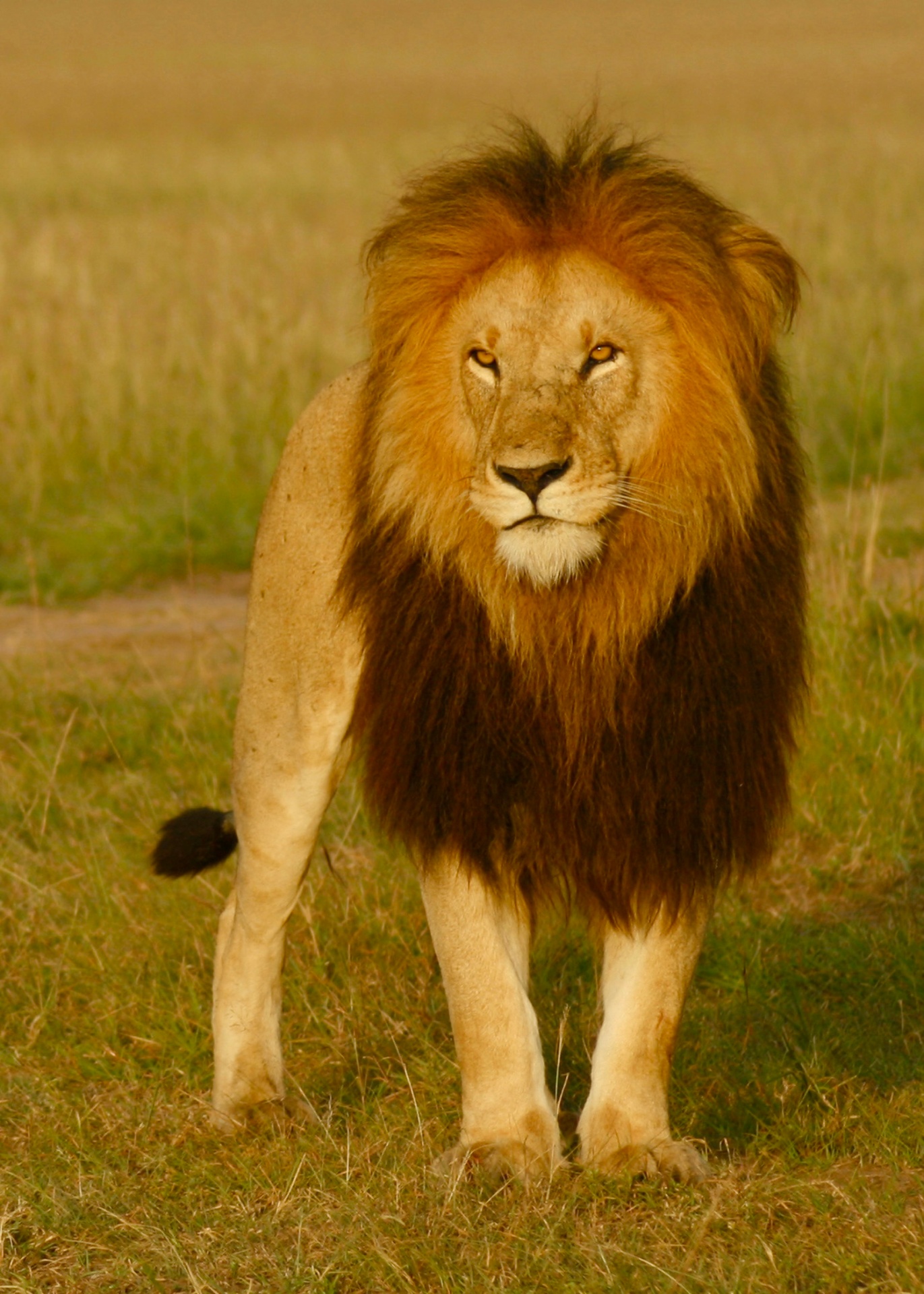 坦桑尼亚 7 天非洲五霸 safari