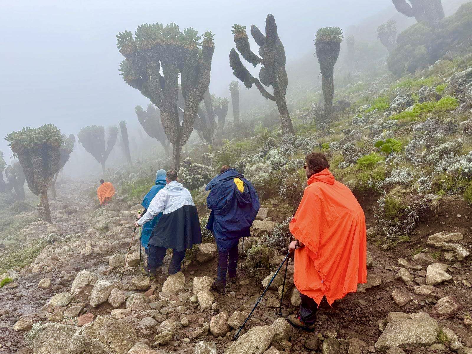 穿越巨型千里光林前往 Barranco